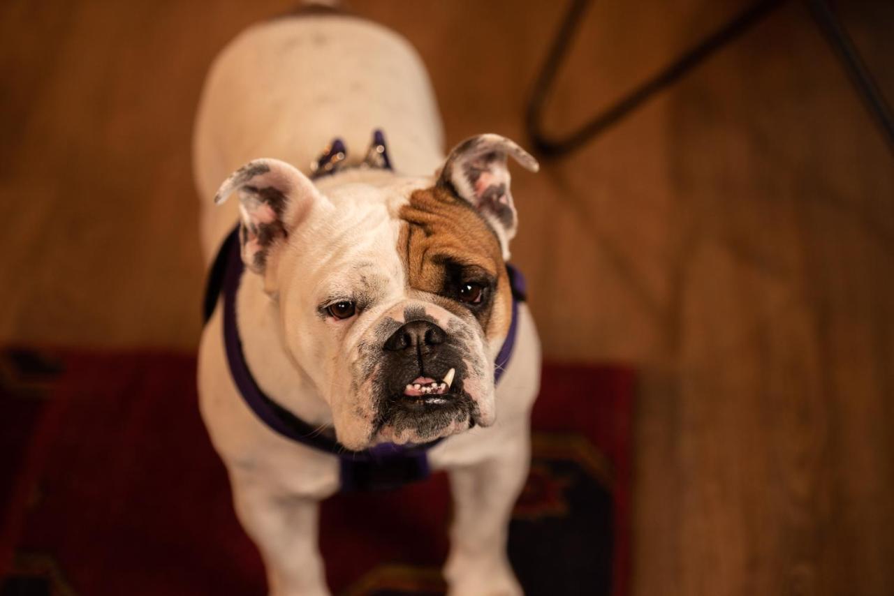 Loyal Duke Lodge 살리다 외부 사진